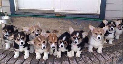 Corgis